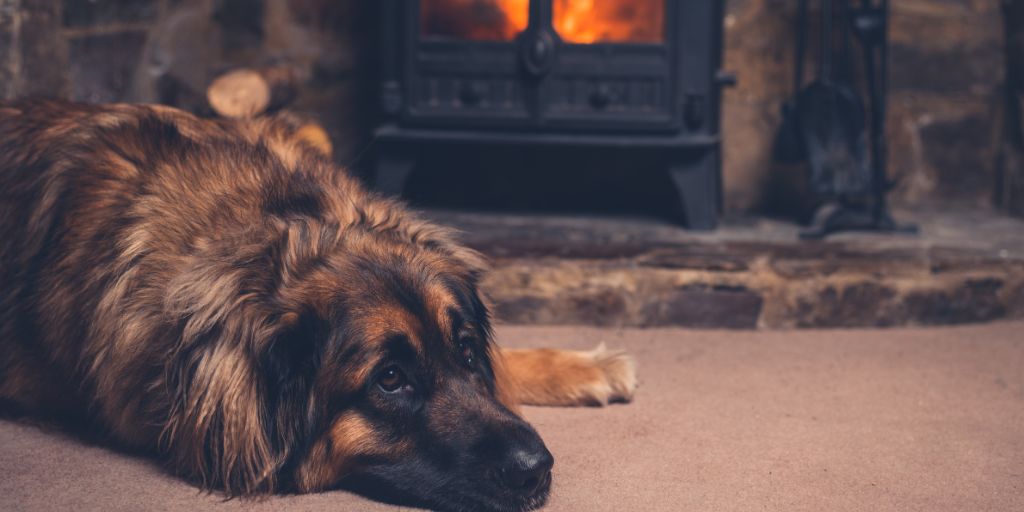Dog near fireplace 