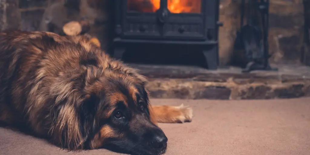 Dog near fireplace