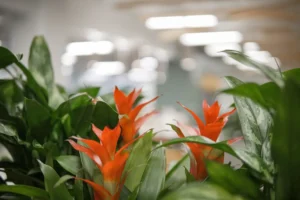 Closeup of flowers at the Walsh Buffalo office
